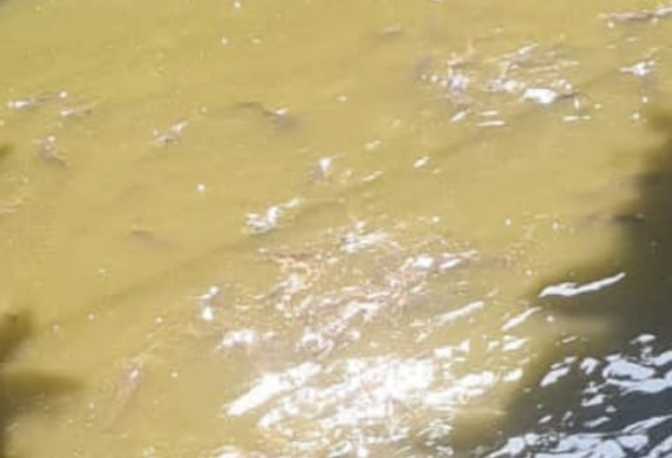 Budidaya Lele Di Sukadiri Butuh Perhatian Pemerintah