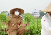 Wow !!! Puskagro Di Sepatan Menjadi Sentra Penampung Produk Hasil Bumi Dan Pertanian