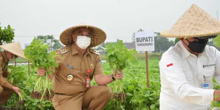 Wow !!! Puskagro Di Sepatan Menjadi Sentra Penampung Produk Hasil Bumi Dan Pertanian