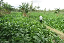 Tidak Lagi Mendapatkan Pupuk Subsidi Petani Tembakau Diharapkan Mandiri