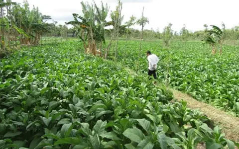 Tidak Lagi Mendapatkan Pupuk Subsidi Petani Tembakau Diharapkan Mandiri
