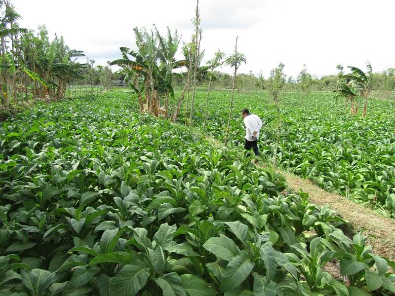 Tidak Lagi Mendapatkan Pupuk Subsidi Petani Tembakau Diharapkan Mandiri