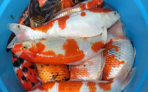 Cuaca Tak Menentu Peternak Koi Di Lombok Utara Menjerit
