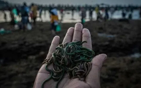 Tradisi Bau Nyale Akan Digelar Bulan Februari