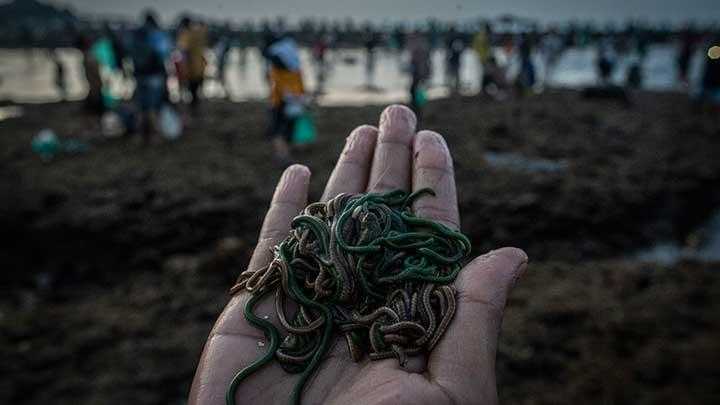 Tradisi Bau Nyale Akan Digelar Bulan Februari