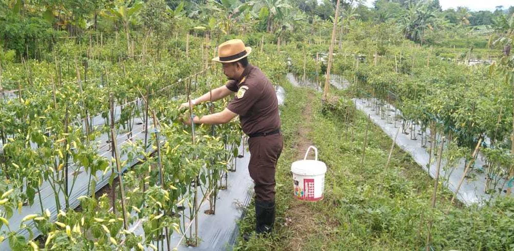 Gas Terus...!Kejaksaan Negeri Lebak Banjir Pelanggan Cabai, Ternyata Ini Penyebabnya
