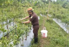 GAS TERUS...!Kejaksaan Negeri Lebak Banjir Pelanggan Cabai, Ternyata Ini Penyebabnya