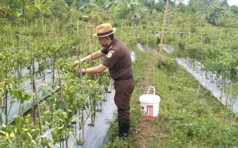 GAS TERUS...!Kejaksaan Negeri Lebak Banjir Pelanggan Cabai, Ternyata Ini Penyebabnya