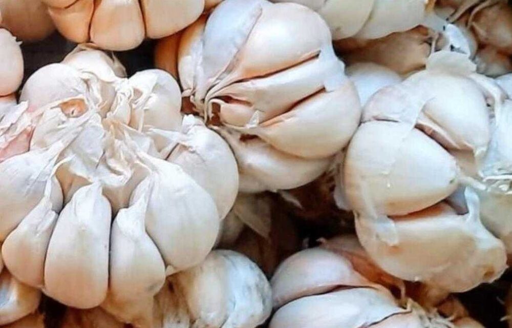 8 Manfaat Bawang Putih Bagi Tubuh