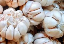 8 Manfaat Bawang Putih Bagi Tubuh