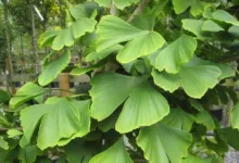 Ternyata Ini Manfaat Ginkgo Biloba