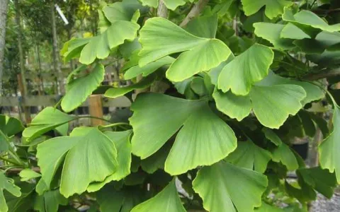 Ternyata Ini Manfaat Ginkgo Biloba