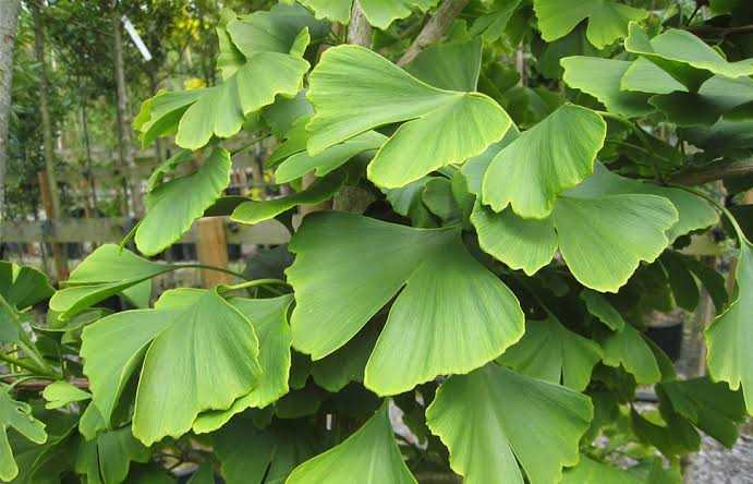 Ternyata Ini Manfaat Ginkgo Biloba