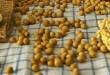 Manfaat Kacang Kedelai Untuk Tubuh