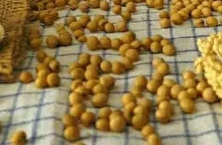 Manfaat Kacang Kedelai Untuk Tubuh