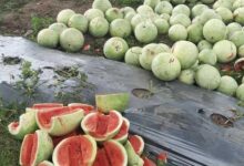 Semangka Biji Mulai Dikembangkan Petani Muda Lombok Utara