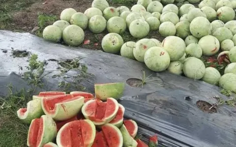 Semangka Biji Mulai Dikembangkan Petani Muda Lombok Utara