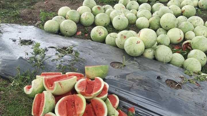 Semangka Biji Mulai Dikembangkan Petani Muda Lombok Utara