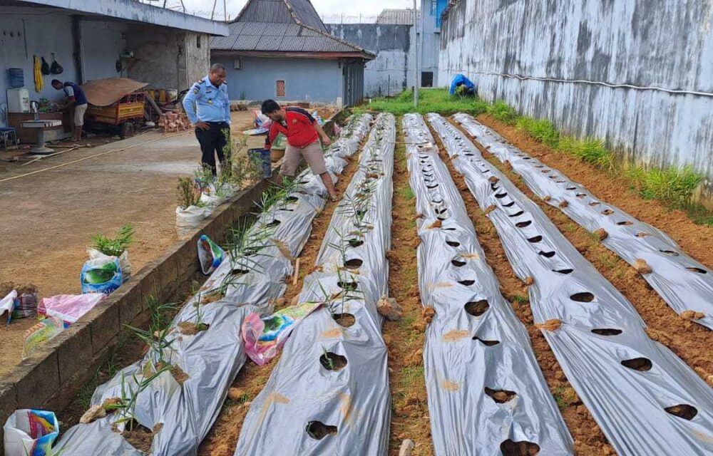 Panen Hidroponik, Bukti Keberhasilan Rutan Kelas I Palembang