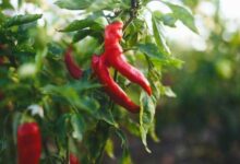 Mantap, Pdm Lhokseumawe Panen Cabe 2 Ton Dari Lahan Wakaf
