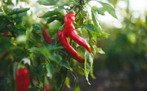 Mantap, PDM Lhokseumawe Panen Cabe 2 Ton Dari Lahan Wakaf