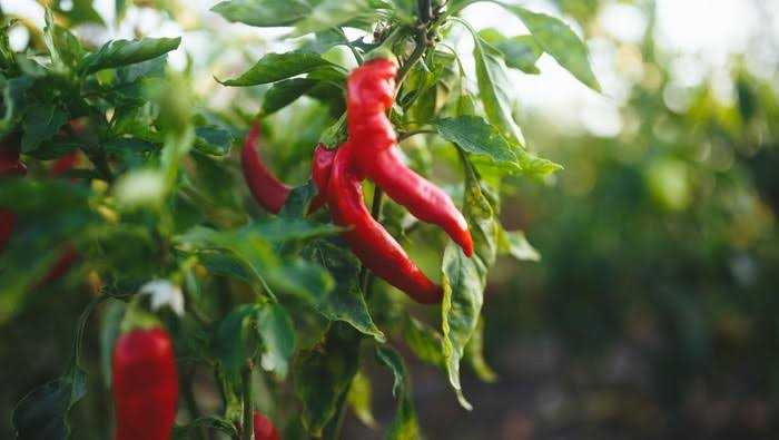Mantap, Pdm Lhokseumawe Panen Cabe 2 Ton Dari Lahan Wakaf