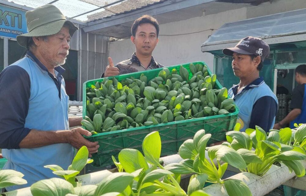 Mantap, Lapas Indramayu Panen Sayuran Pakcoy Hidroponik