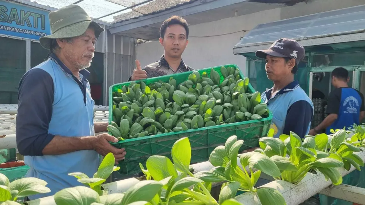 Mantap, Lapas Indramayu Panen Sayuran Pakcoy Hidroponik