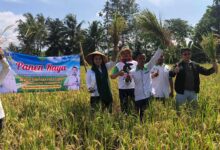 Teh Camel Hadiri Panen Raya Bersama Hkti Cianjur