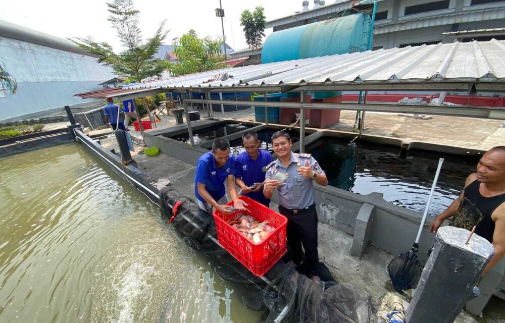 Istimewa, Lapas Kelas Iia Cikarang Berhasil Panen Ikan Nila Budidaya Narapidana