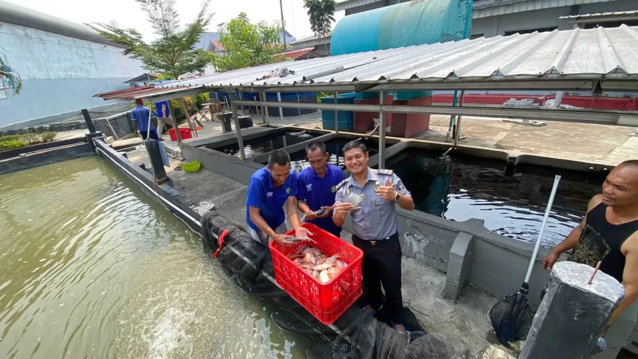 Istimewa, Lapas Kelas IIA Cikarang Berhasil Panen Ikan Nila Budidaya Narapidana