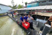 Istimewa, Lapas Kelas Iia Cikarang Berhasil Panen Ikan Nila Budidaya Narapidana