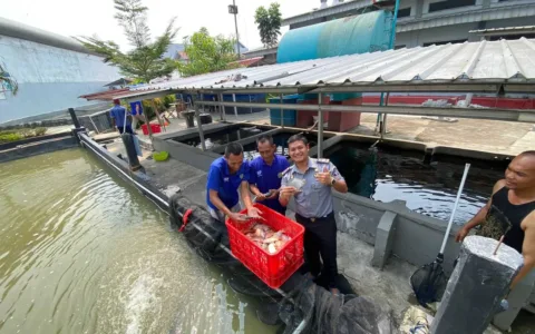 Istimewa, Lapas Kelas IIA Cikarang Berhasil Panen Ikan Nila Budidaya Narapidana
