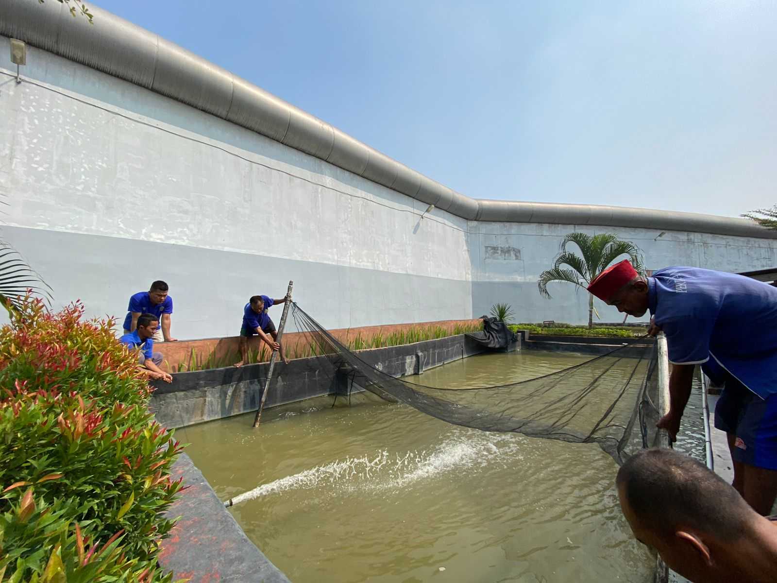 Istimewa, Lapas Kelas Iia Cikarang Berhasil Panen Ikan Nila Budidaya Narapidana