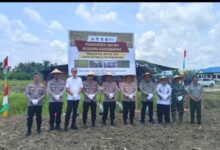 Polri Bersama Fkdb Gelar Penanaman Dan Panen Jagung Di Distrik Arso