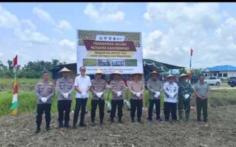 Polri Bersama FKDB Gelar Penanaman dan Panen Jagung di Distrik Arso