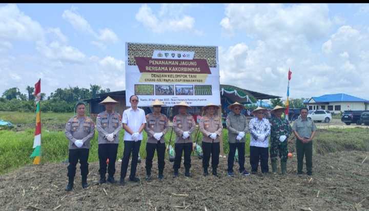 Polri Bersama Fkdb Gelar Penanaman Dan Panen Jagung Di Distrik Arso