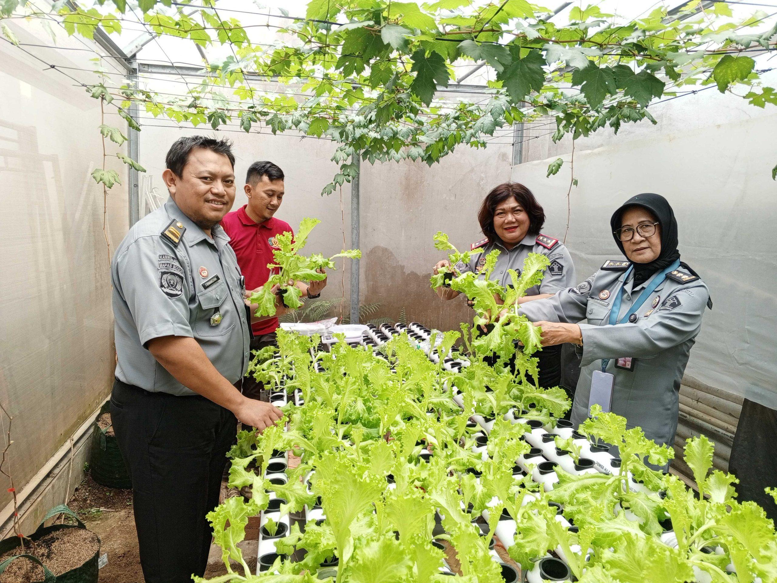 Klien Pemasyarakatan Bapas Bogor Sukses Panen Dan Kembangkan Budidaya Hidroponik