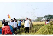 Panen Raya Di Subang, Presiden: Diharapkan Tambah Cadangan Beras Kita