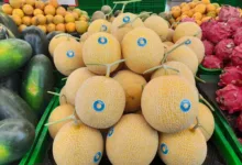 Melon Premium Milik Doa Bangsa Agrobisnis Mengembangkan Pasar Supermarket Cek Selengkapnya