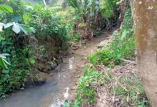 Kelompok Tani Desa anggalan Diduga Langgar Juklak Juknis Irpom
