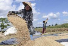 Harga Gabah Di Provinsi Sumatra Selatan Terus Merosot