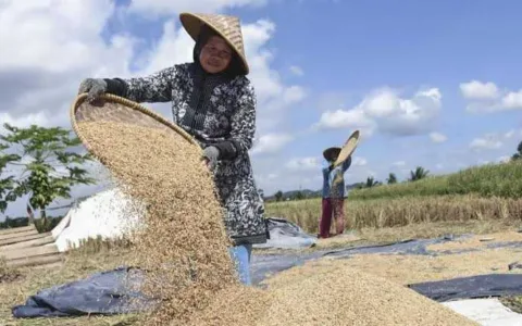 Harga Gabah di Provinsi Sumatra Selatan Terus Merosot