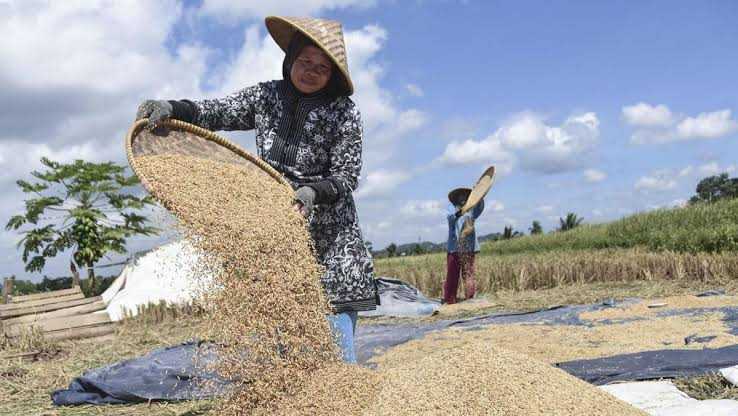 Harga Gabah Di Provinsi Sumatra Selatan Terus Merosot