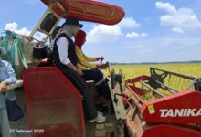 Melaksanakan Program Presiden, Bulog Jemput Gabah Petani Dengan Harga Fantastis
