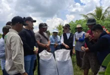 Bulog Jemput Gabah Petani dengan Harga Tinggi