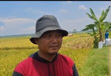 Gabah Dibeli Rp6.500, Petani Lebak Dan Pandeglang Ucapkan Terimakasih Presiden Prabowo