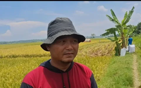 Gabah Dibeli Rp6.500, Petani Lebak dan Pandeglang Ucapkan Terimakasih Presiden Prabowo