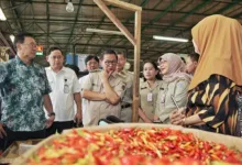 Pastikan Stok Pangan Aman Pramono Kunjungi Pasar Induk Kramat Jati Teropongistana.com Jakarta - Gubernur DKI Jakarta, Pramono Anung melakukan peninjauan ke Pasar Induk Kramat Jati, Jakarta Timur, untuk memantau harga dan pasokan pangan selama Ramadan dan menjelang Hari Besar Keagamaan Nasional (HBKN) Idulfitri 1446 Hijriah. Kunjungan ini untuk memastikan ketersediaan dan stabilitas harga bahan pokok bagi warga Jakarta. Dalam tinjauannya, Pramono berinteraksi langsung dengan para pedagang untuk mendapatkan informasi mengenai kondisi pasar terkini. Ia juga meninjau ketersediaan berbagai komoditas pangan, seperti sayuran dan buah-buahan. Usai tinjauan, ia menyampaikan stok pangan di Pasar Induk Kramat Jati lebih dari cukup untuk memenuhi kebutuhan masyarakat selama bulan puasa dan perayaan Idulfitri. "Pagi ini, saya secara khusus datang ke Pasar Induk Kramat Jati yang merupakan pusat rantai pasok pangan utama di Jakarta. Tadi saya sudah keliling, sudah mengecek beberapa harga. Alhamdulillah kalau dilihat dari stok relatif tersedia," ujar Pramono, Senin (10/3). Meskipun sempat terjadi sedikit kekurangan stok pada awal Maret 2025 yang menyebabkan kenaikan harga, secara keseluruhan harga-harga bahan pokok saat ini stabil, bahkan beberapa mengalami penurunan. Namun, Pramono mengakui bahwa harga cabai rawit merah masih mengalami kenaikan. Sedangkan untuk harga daging segar mengalami kenaikan dan daging beku masih terpantau stabil. "Kalau lihat secara keseluruhan, maka dapat disimpulkan bahwa yang pertama stok di pasar Kramat Jati ini lebih dari cukup untuk menghadapi Ramadan dan Idulfitri," kata Pramono. Untuk menjaga stabilitas harga dan pasokan pangan, Pemerintah Provinsi (Pemprov) DKI Jakarta mengirimkan 10 truk bahan pangan setiap harinya dalam rangka subsidi pangan di sejumlah wilayah yang mengalami kekurangan stok. Operasi Pasar (OP) tersebut rencananya akan dilakukan di 296 titik. Selain itu, Pemprov DKI Jakarta juga melakukan contract farming dan kerja sama dengan daerah lain untuk mengatasi kelangkaan bahan pangan, termasuk cabai. "Hari ini, setiap hari kita memberangkatkan 10 truk untuk melakukan subsidi di daerah-daerah di tempat-tempat yang kemudian misalnya mengalami kekurangan stok," ucapnya. Pramono juga meminta Direktur Utama Perumda Pasar Jaya, Agus Himawan agar segera mengatasi jika terjadi kelangkaan pasokan pangan. Pramono memastikan Pemprov DKI Jakarta akan terus melakukan monitoring stok dan harga pangan di Jakarta. Direktur Utama Perumda Pasar Jaya, Agus Himawan menyampaikan, subsidi pangan dilakukan dengan menjual bahan pangan di bawah harga pasar kepada masyarakat. "Jadi kita menjual kepada masyarakat tapi dengan harga di bawah pasar," ujar Agus Himawan. Sementara itu, Trisna (55), pedagang di Pasar Induk Kramat Jati mengungkapkan, ada kenaikan harga untuk komoditas cabai merah yakni menjadi Rp 40 ribu per kilogram dari sebelumnya Rp 30 ribu. Kenaikan harga disebabkan karena tingginya jumlah permintaan saat Ramadan dan menjelang Idulfitri. "Nanti mulai turun lagi biasanya setelah lebaran," ungkap Trisna. Sedangkan pedagang lainnya, Najib (27) mengatakan, harga cabai rawit justru mengalami penurunan, dari yang sebelumnya Rp 60 ribu per kilogram menjadi Rp 45 ribu. Dalam tinjauannya ini, Pramono didampingi Sekretaris Daerah Provinsi DKI Jakarta, Marullah Matali; Plt Asisten Perekonomian dan Keuangan (Asperkeu) Sekda Provinsi DKI Jakarta, Suharini Eliawati; Kepala Dinas Perindustrian, Perdagangan, Koperasi, Usaha Kecil dan Menengah (PPKUKM) Provinsi DKI Jakarta, Elisabeth Ratu Rante Allo dan ⁠Direktur Utama Perumda Pasar Jaya, Agus Himawan.