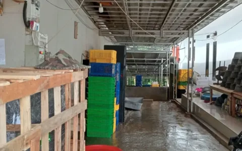 Pabrik pengolahan daging bakso ayam